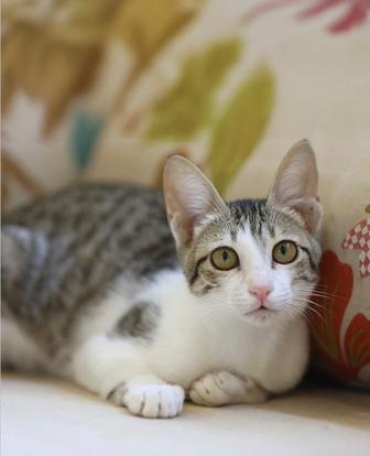Мышеловка кошка