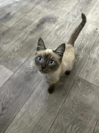 Мышеловка кошка