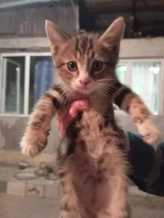 Отдам котят в хорошие добрые руки