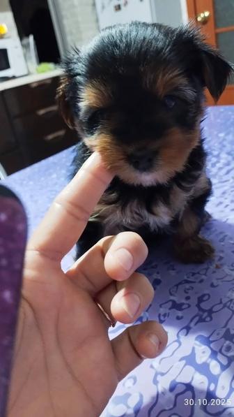 Йоркширский терьер мини