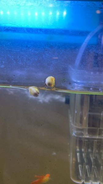 Улитки аквариумные