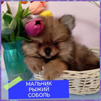 Успейте приобрести пушистый комочек счастья. Померанские шпицы