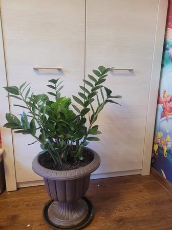 Замиокулькас