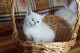 Британские и Шотландские малыши котятки