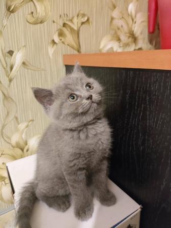 Британские котята