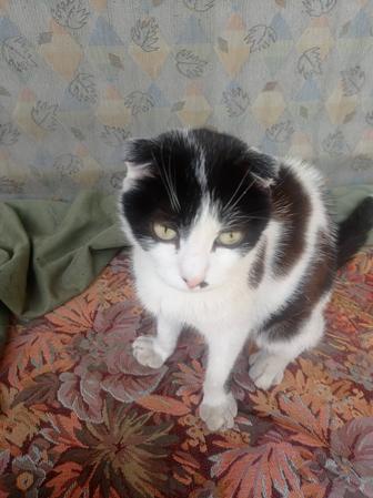 Кошки