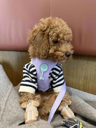 Той пудель, девочка 4 месяцев, вес 2,5