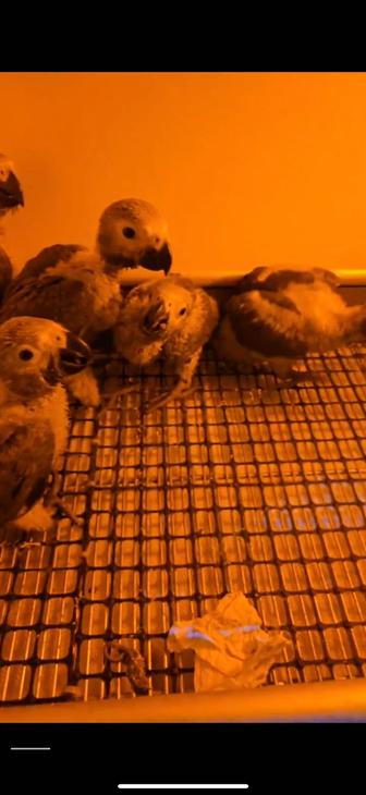 Продается Попугай жако