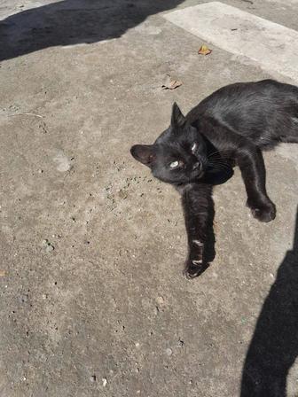 Отдам черного кота в добрые руки