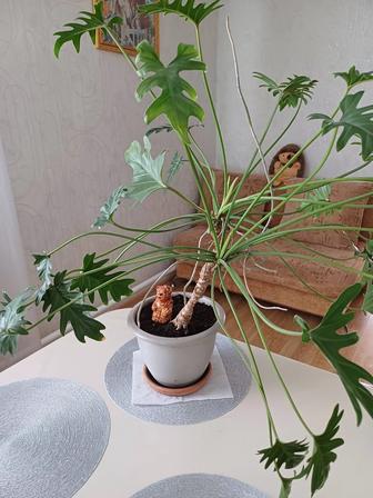 Комнатный цветок красивый