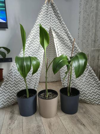 Эухарис, амазонская лилия