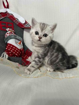 Котята шотландские