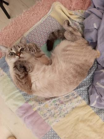 Отдам кошку в хорошие руки