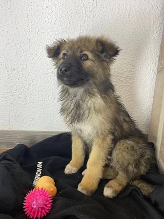 Отдам щенка в добрые руки