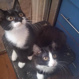 Отдам котят