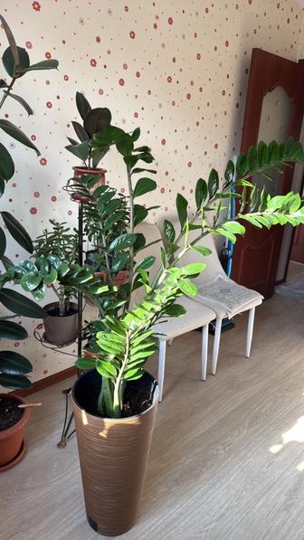 Комнатные растения.