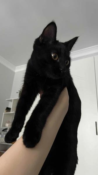 Отдам котенка 5-6 месяцев