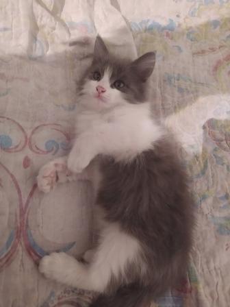 Котенок в добрые руки