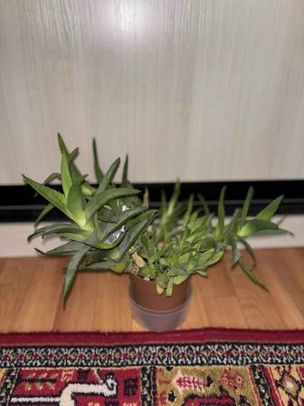Алоэ комнатное растение