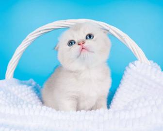 Котята британцы
