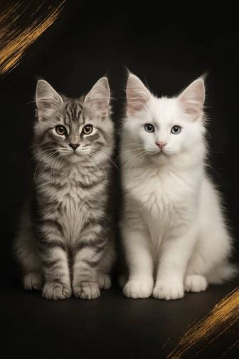 Великолепные котята Мейн Кун