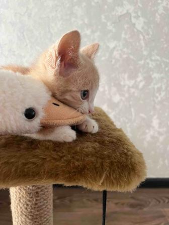 Котенок ищет дом