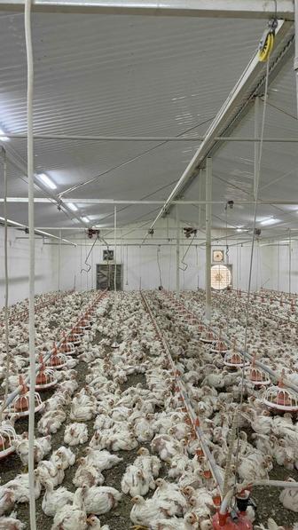 Бройлеры живым весом