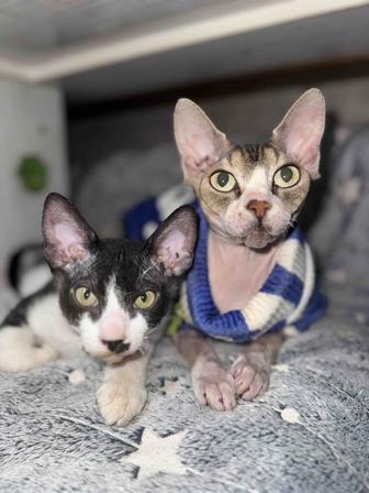 Ищем кота для вязки Канадского сфинкса !!ждем обратной связи)
