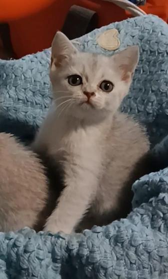 Котенок шиншилла девочка