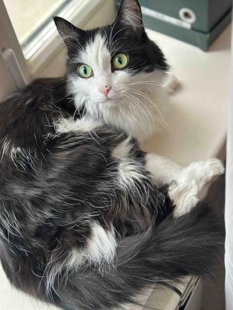 Отдам кошку домашнюю