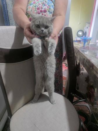 Кошка отдам в хорошие руки бесплатно