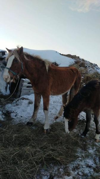 Продам кобылу с жеребенком