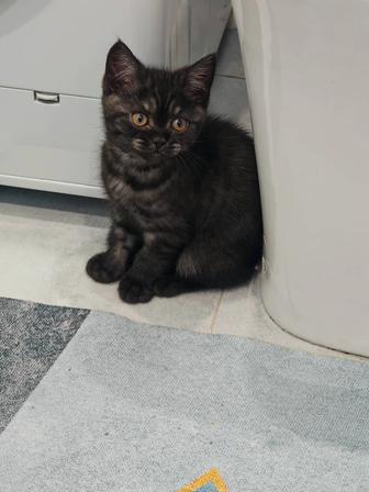 Отдам в добрые руки котенка