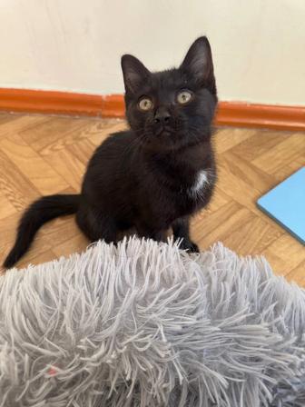 Котенка в хорошие руки