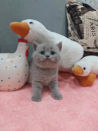 Продам кошечку британку