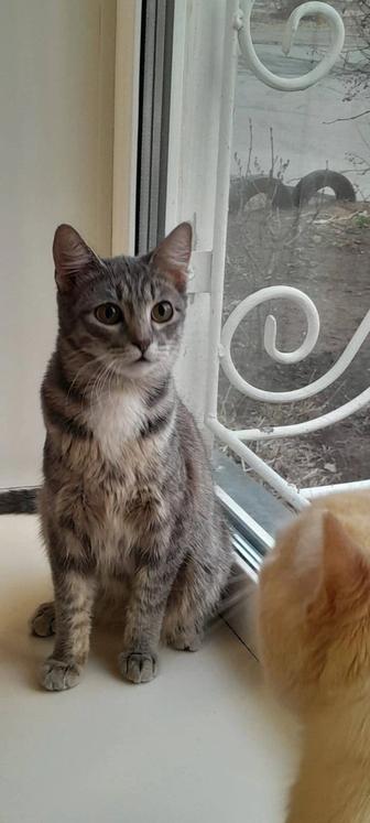 Отдам котенка в добрые руки