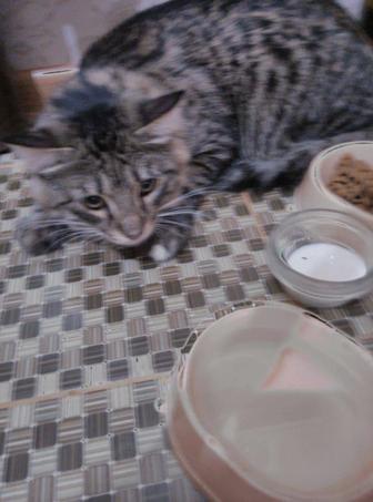 Отдам кота