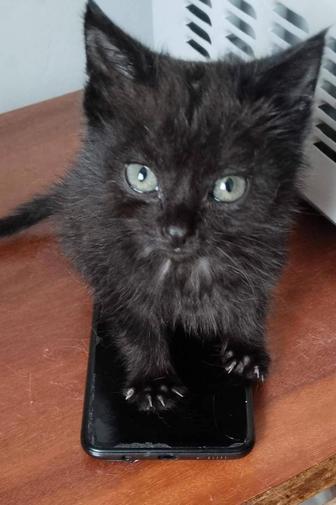 Котенок