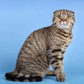 Вислоухая кошечка в семью