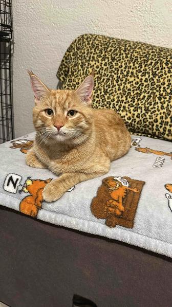 Рыжий кот помесной в семью