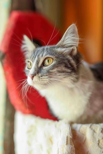 Красивые котята ждут родителей