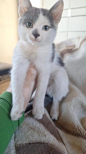 Мама кошка и котенок мальчик ищут дом