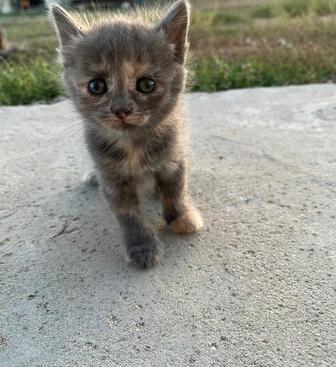 Отдадим котенка (девочку ) бесплатно
