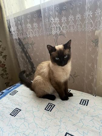 Сиамская кошка. Нана