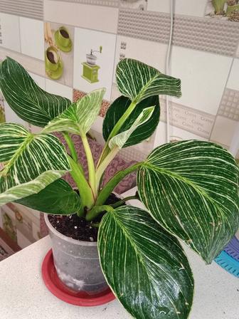 Филодендрон Биркин