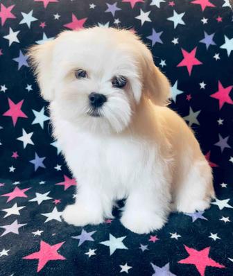 Щенки Мальтезе