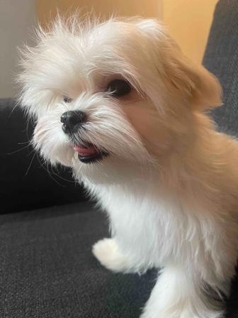 Щенки Мальтезе