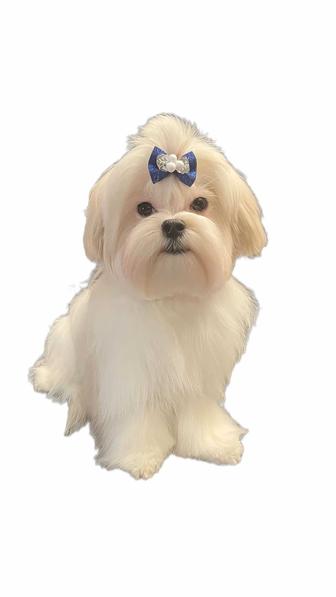 Щенки Мальтезе