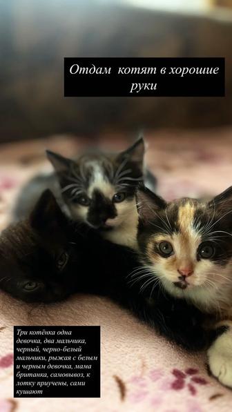Отдам котят бесплатно от мамы британки