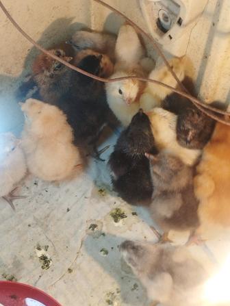 Продам суточных до двухмесячных цыплят